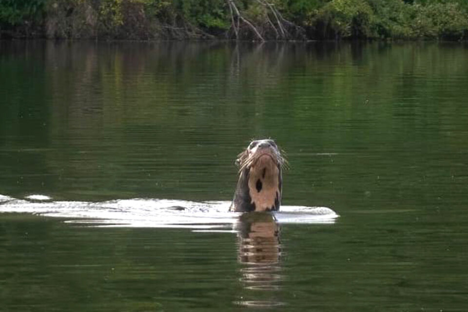 La nutria gigante avistada en una laguna a orillas del río Bermejo, en el Parque Nacional El Impenetrable (Chaco). (Fuente: Fundación Rewilding Argentina)