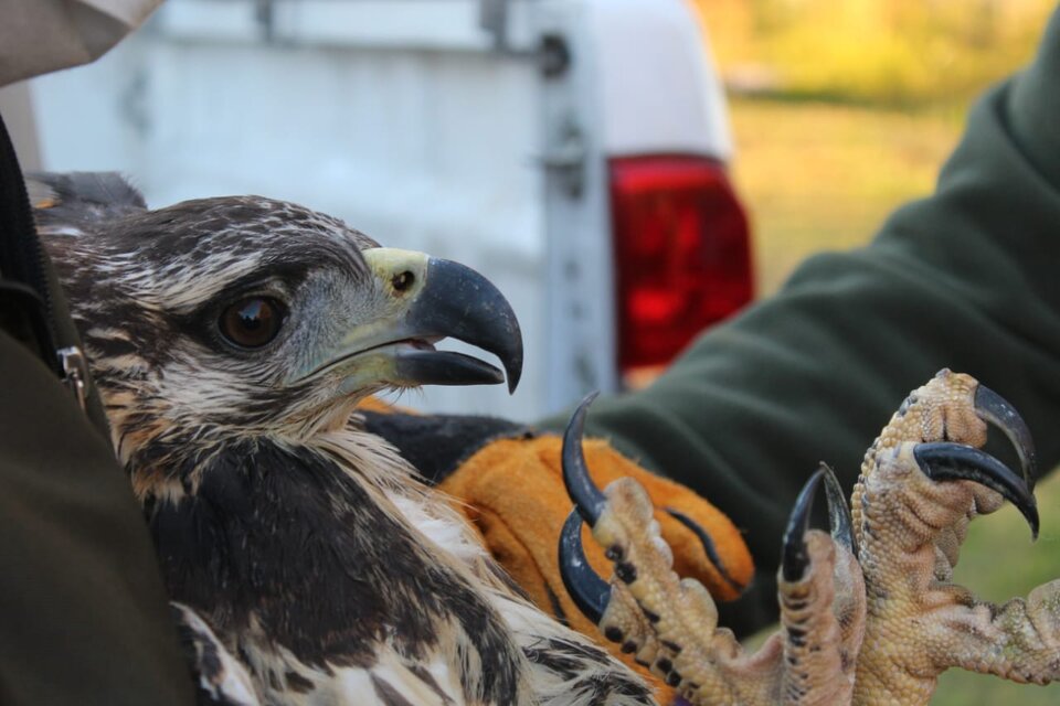 Una familia rescató un águila coronada, especie en peligro de extinción