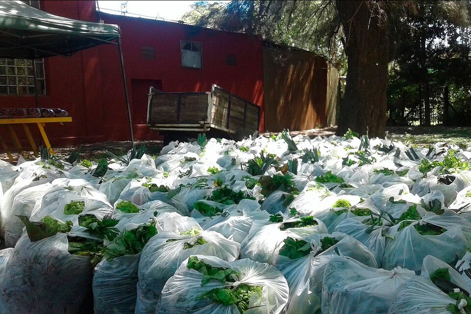 El Bolsón Soberano tiene entre 5 y 7 kilos de verduras frescas producidas por familias horticultoras del AMBA que se encuentran en transición hacia la agroecología. 