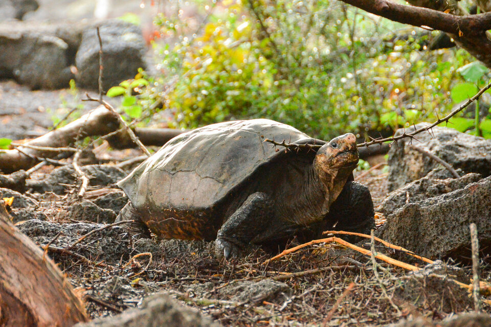 Galápagos: encuentran una tortuga que se creía extinta hace más de cien años (Fuente: EFE)