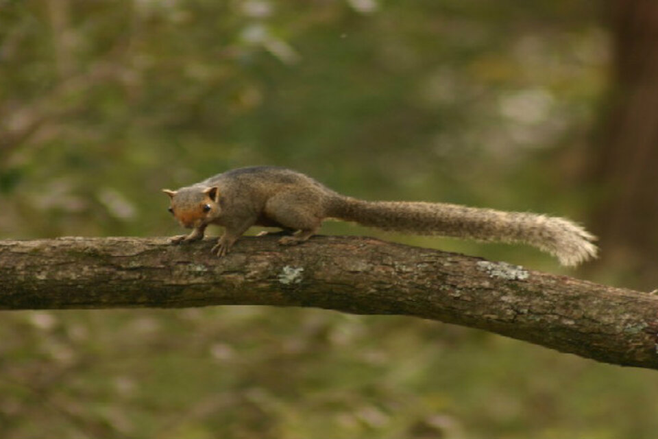 La ardilla de vientre colorado es una de las especies que amenazan a la conservación de la diversidad biológica.