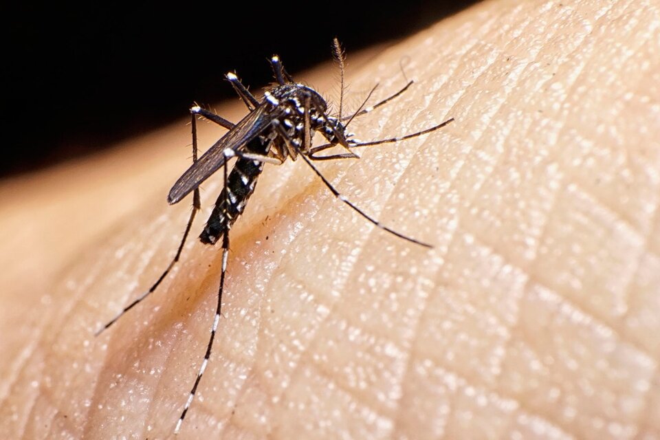 Una vacuna contra el dengue demostró una efectividad del 83,6 por ciento (Fuente: AFP)
