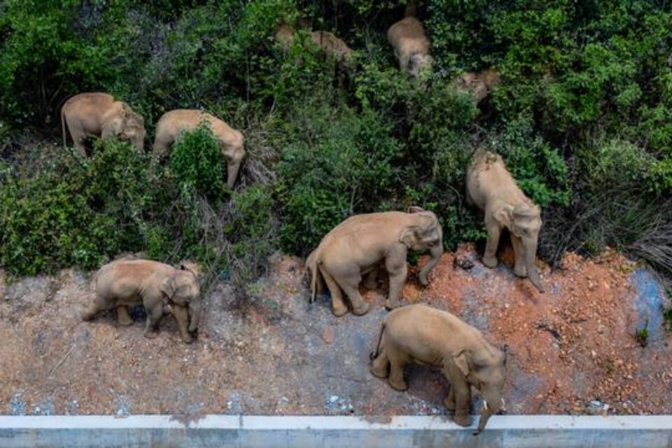 Una manada de elefantes viaja hace 6 meses en China con rumbo desconocido