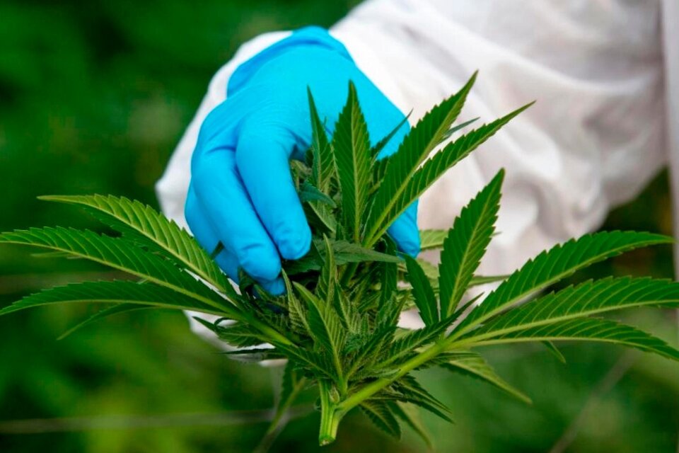 En 2020 se habilitó el cultivo de cannabis con fines de medicionales, así como la venta de aceite en farmacias.
