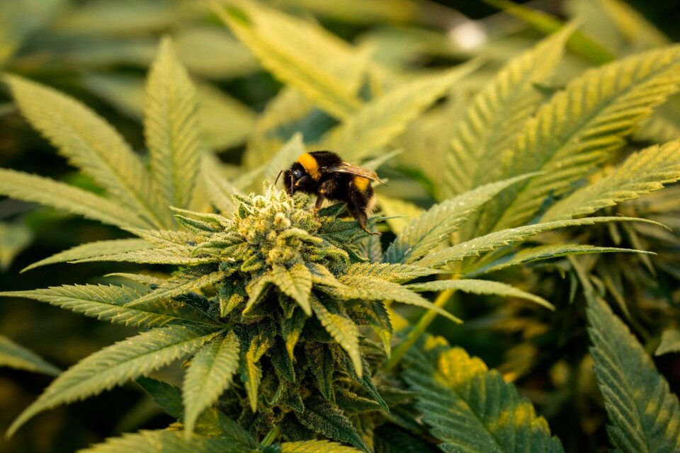 La marihuana medicinal suaviza el estigma sobre la cultura cannábica. (Fuente: AFP)