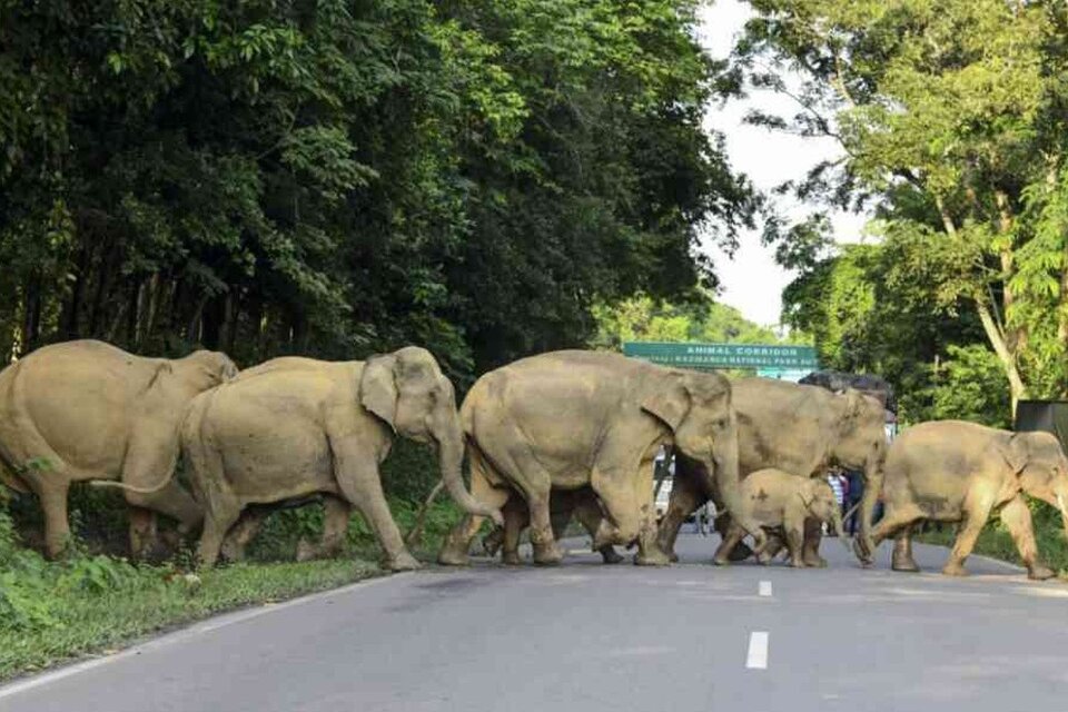 Sigue la marcha de los elefantes en China (Fuente: AFP)