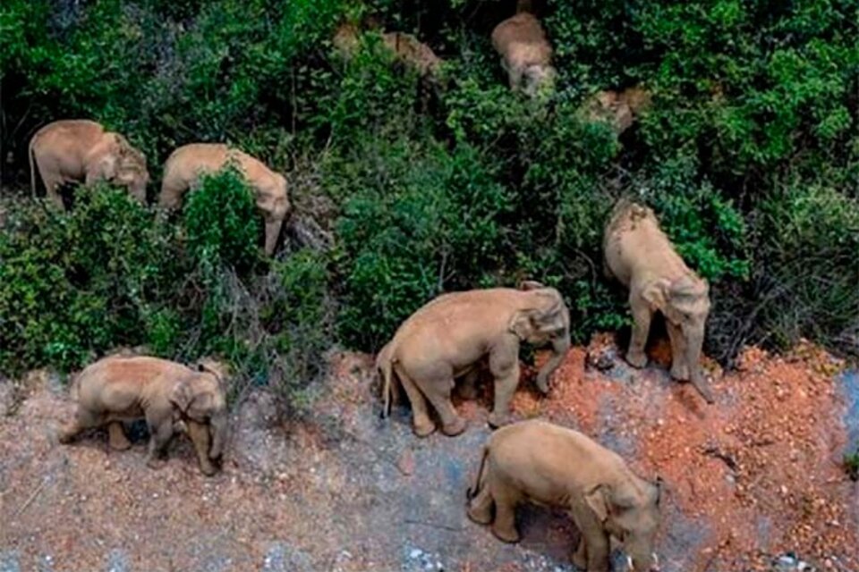 La manada de elefantes salvajes reanudó su éxodo incontenible hacia el norte de China