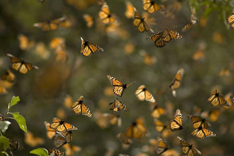 Mariposas cruzan el Sáhara en una migración inédita de insectos