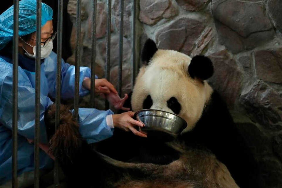 Una osa panda dio a luz a cachorros mellizos en un zoológico de Japón. (Fuente: Xinhua)