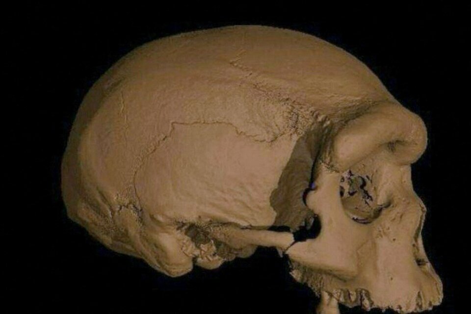 El cráneo fue encontrado en los años 30.  (Fuente: AFP)