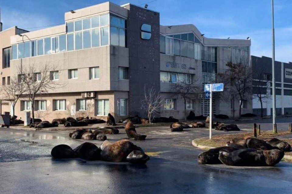 Los lobos marinos coparon las calles del puerto de Mar del Plata y las imágenes se viralizaron en las redes sociales.