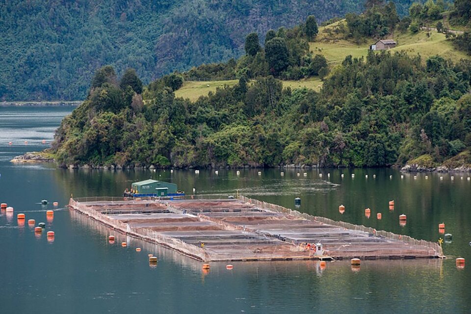 El gobierno nacional destacó el potencial económico de la acuicultura marina para criar salmones. (Fuente: Télam)