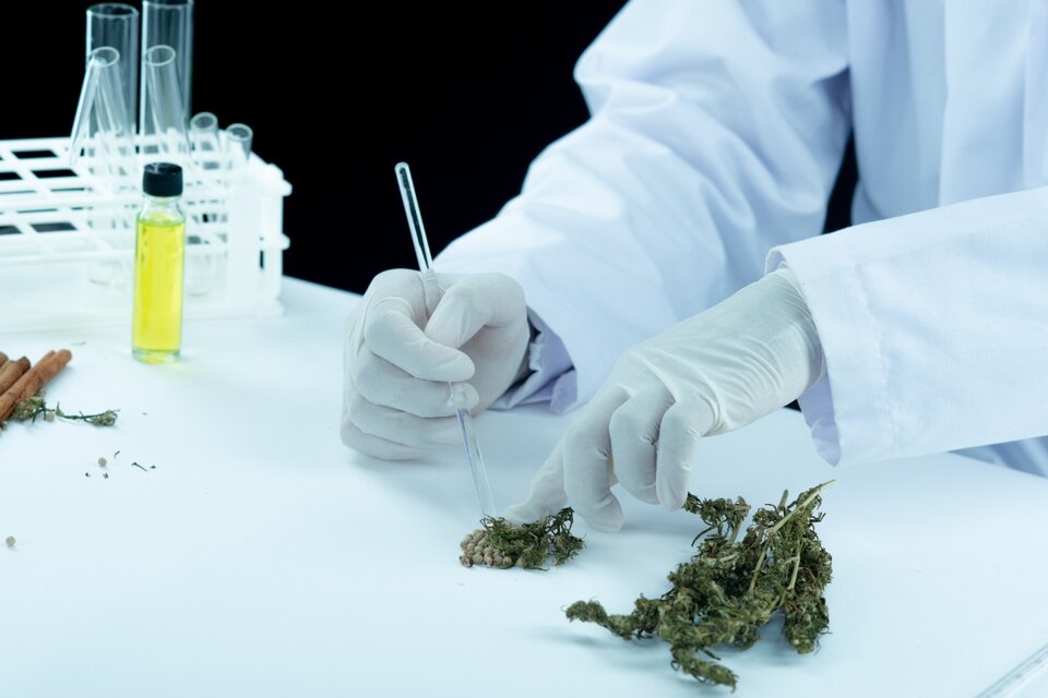 Hoy existen 22 iniciativas de industrialización del cannabis en marcha en provincias y 80 en municipios.