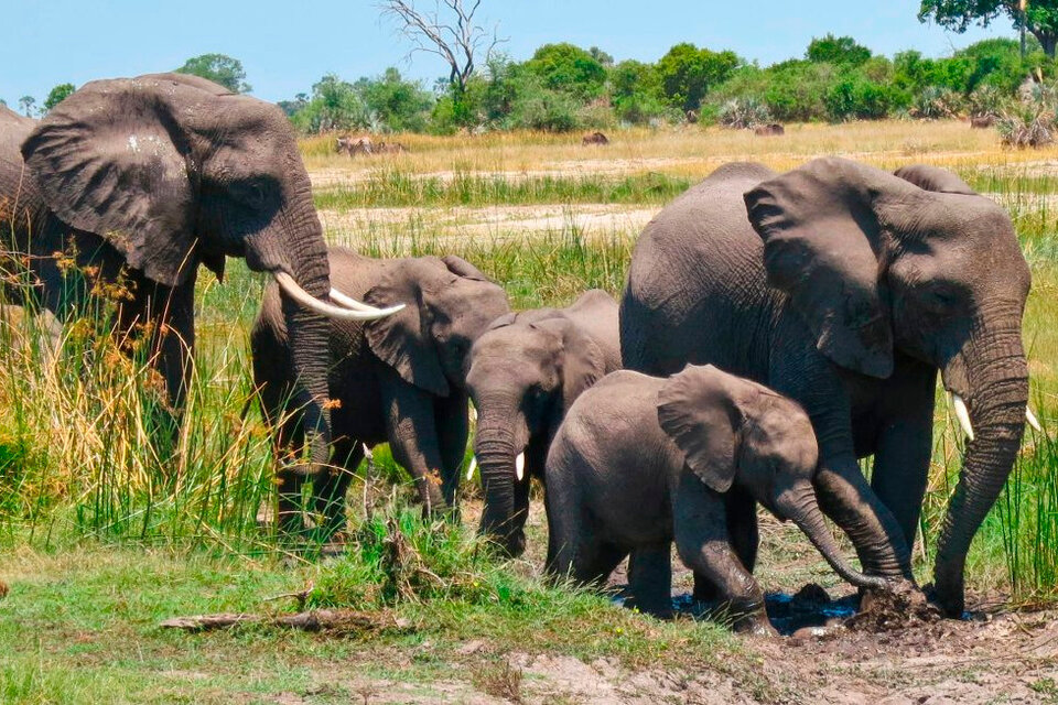 Hito en la conservación animal: una manada de elefantes será repatriada de Inglaterra a Kenia