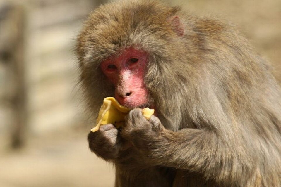 China reportó la primera muerte de un hombre por un extraño virus de los monos (Fuente: AFP)