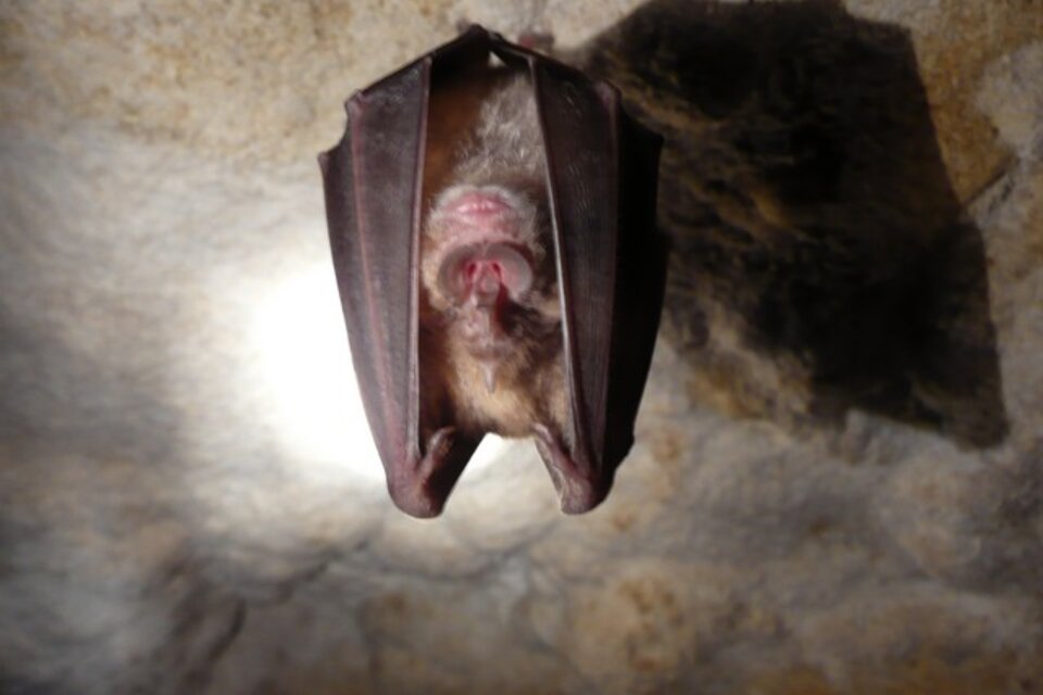 Científicos hallan un virus relacionado con el covid-19 en murciélagos del Reino Unido
