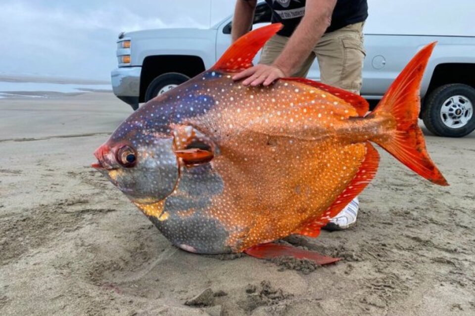 El ejemplar de pez luna u opah hallado en Oregon pesaba 45 kilos, era redondo y de color naranaja y plateado. (Fuente: Facebook Seaside Aquarium)