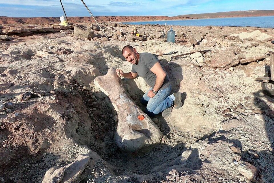Restos del dinousaurio hallado en Neuquén por la bajante de un lago.
