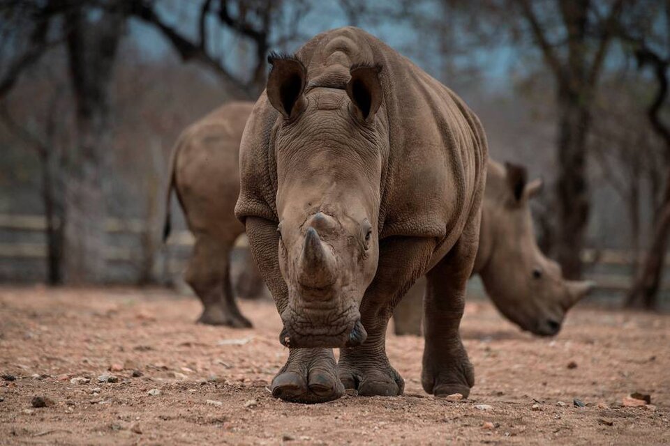 El levantamiento de las restricciones por la pandemia vuelve a poner en peligro a los rinocerontes (Fuente: AFP)