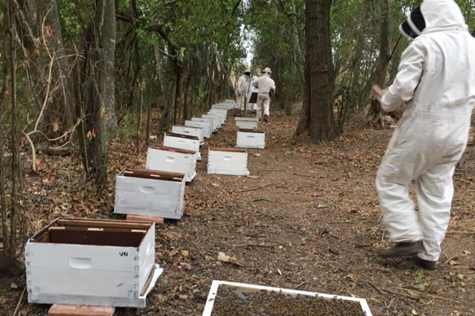 El SENASA confirmó la muerte de abejas por agrotóxicos