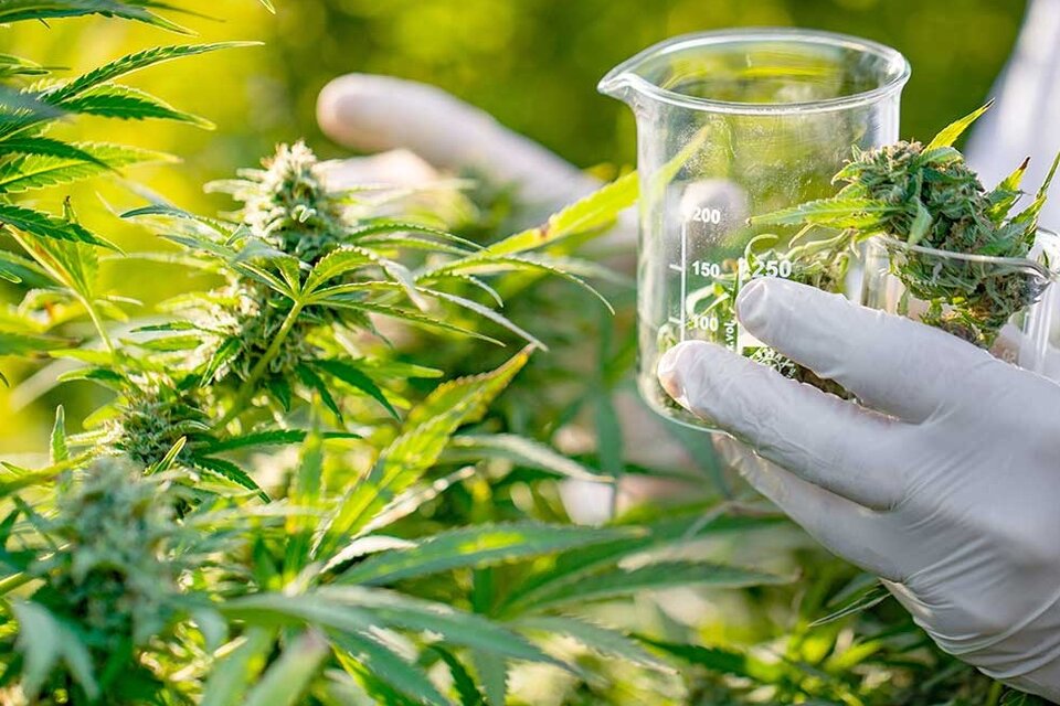 Avanza el estudio de cannabis para uso medicinal en Salta