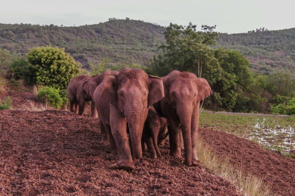 China: Tras un viaje de 500 kilómetros en 17 meses, la manada de elefantes errantes se dirige a "casa" (Fuente: Xinhua)