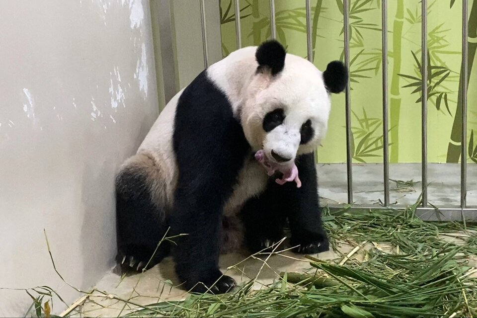 En el zoológico de Singapur nació un panda engendrado mediante inseminación artificial. (Fuente: AFP)