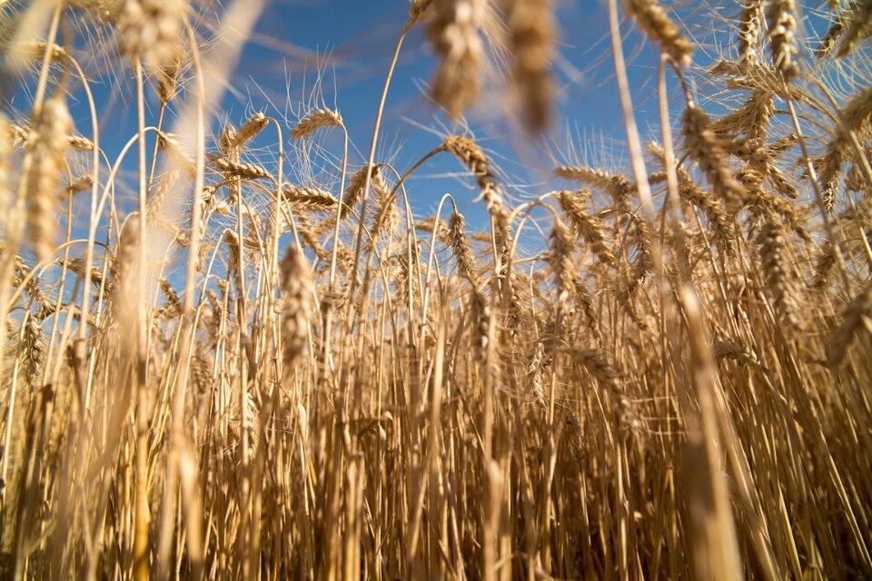El trigo cotiza 280 dólares la tonelada, el máximo en ocho años. (Fuente: NA)