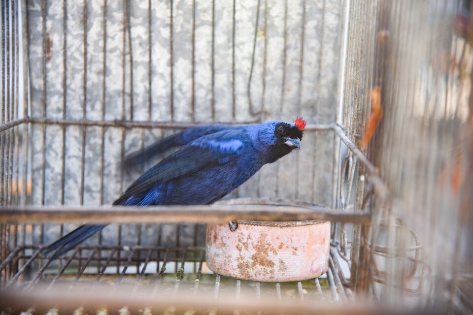 Las aves rescatas fueron derivadas al Centro de Rescate de Fauna Silvestre.