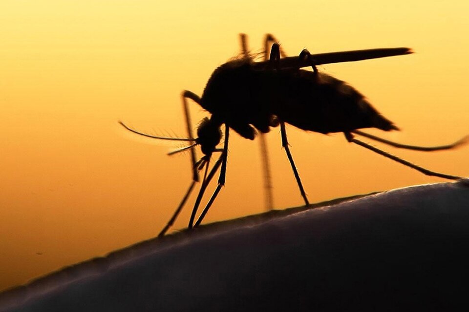 La vía de transmisión del dengue es el Aedes aegypti.