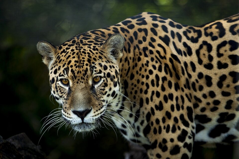 El yaguareté, el felino más grande de los que habitan el país, está en peligro de extinción.