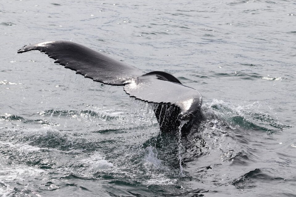 Las muestran del chorro que expulsan al respirar las ballenas, se toman antes y después del paso de un barco turístico. (Fuente: AFP)