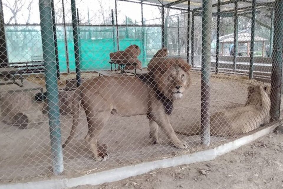 Zoo de Luján: acuerdo para trasladar a 57 felinos