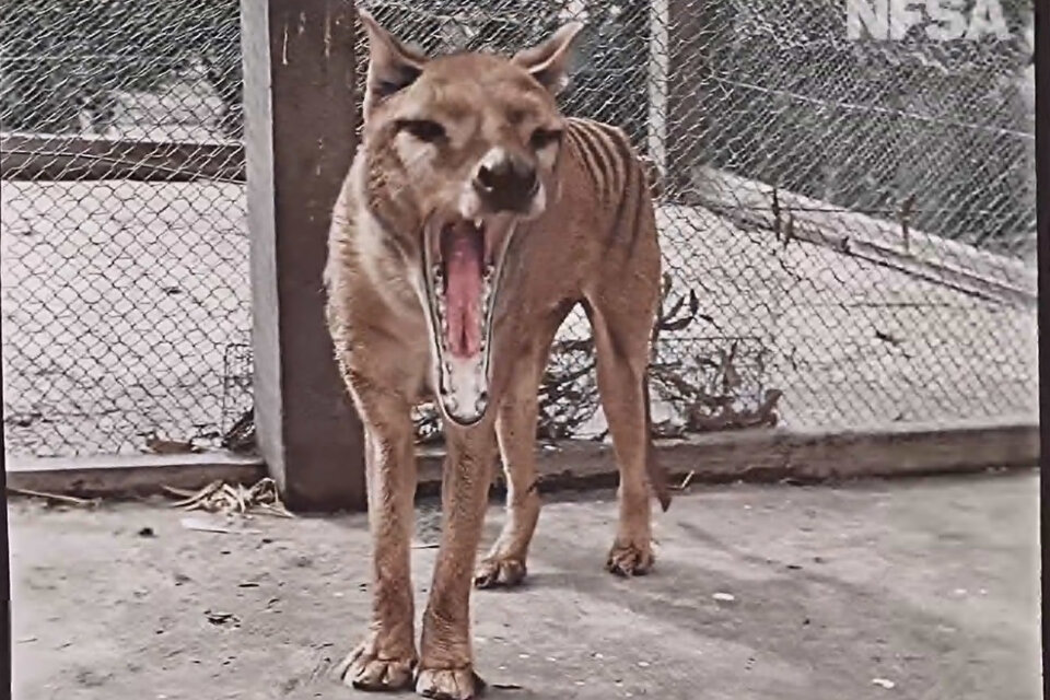 La nueva versión a color del video del último tigre de Tasmania vivo