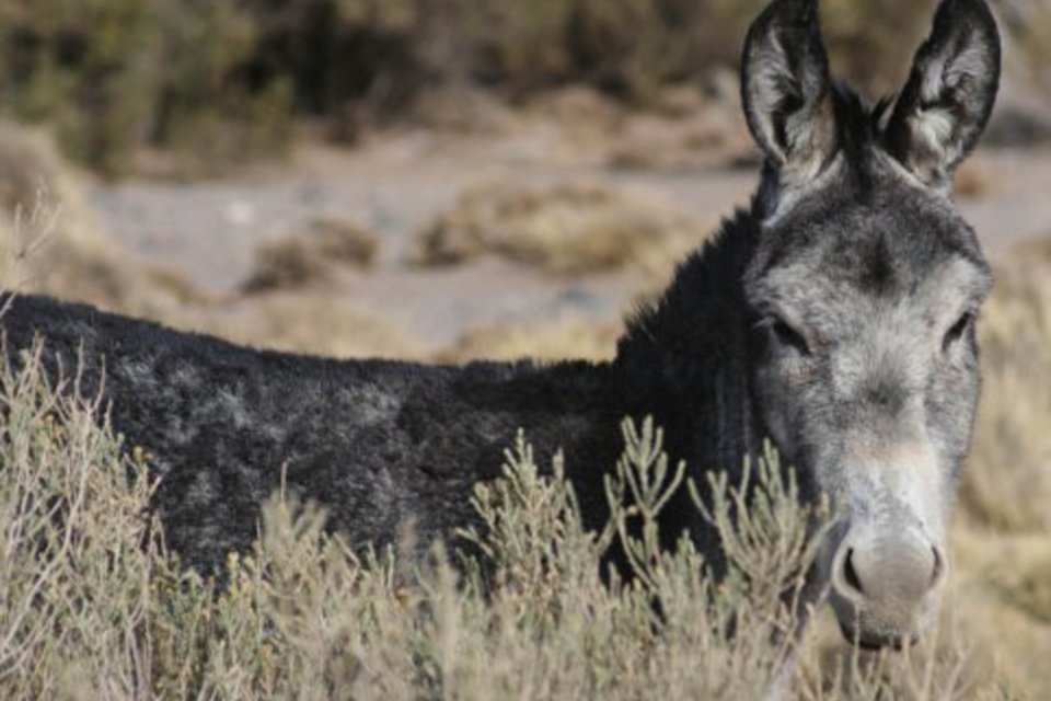 Matanza de burros en Jujuy ¿un mercado en gestación?