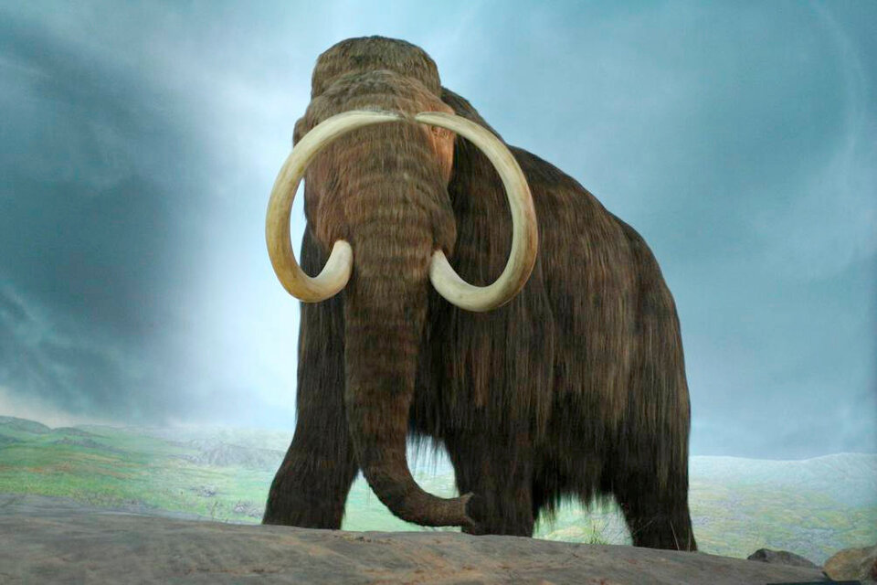 El mamut lanudo, extinto hace 4 mil años, podría volver a la Tierra en 6 años.