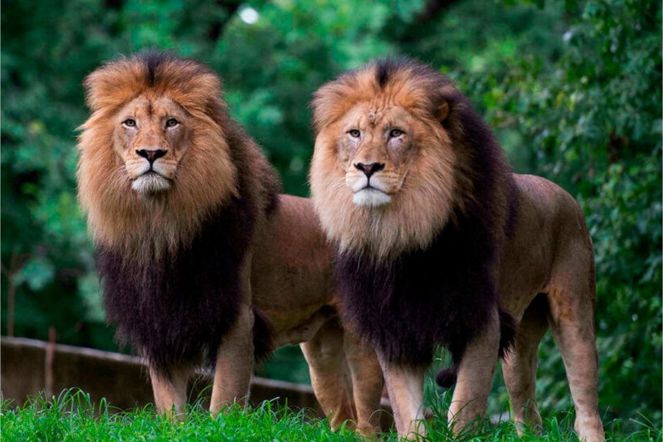 Leones del zoológico de Washington. (Fuente: AFP)