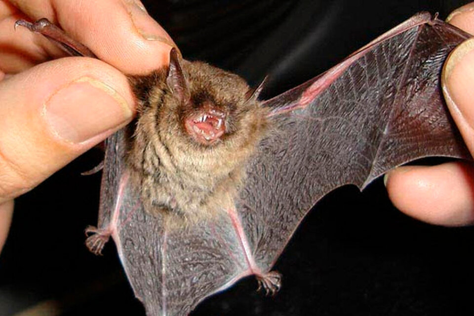 Científicos franceses descubren una cepa muy parecida a la de la covid en murciélagos de Laos (Fuente: AFP)