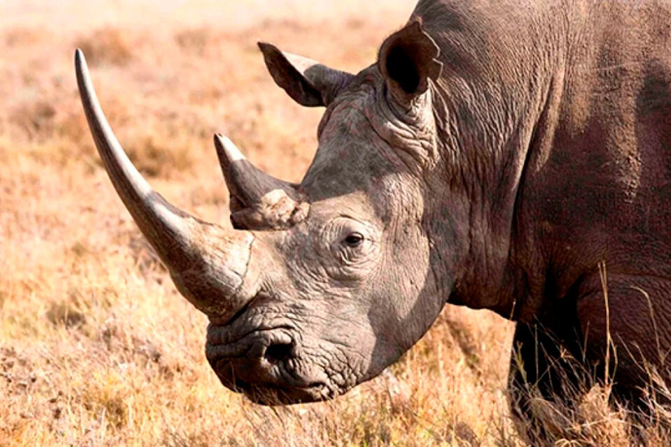 India: queman miles de cuernos de rinoceronte como medida de protesta contra el mercado ilegal (Fuente: AFP)