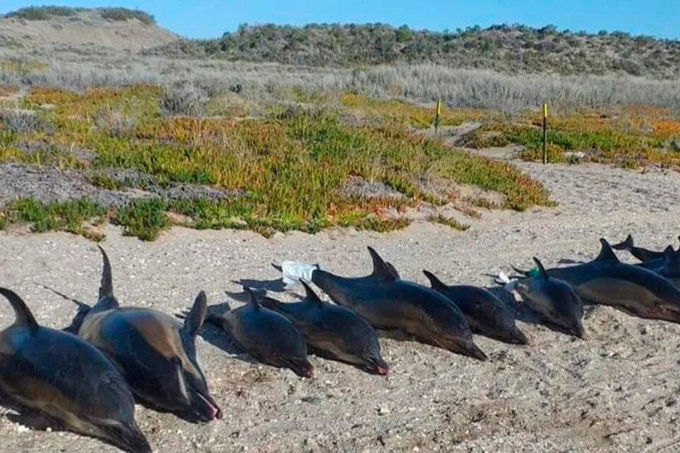 Aparecieron 15 delfines muertos en Río Negro