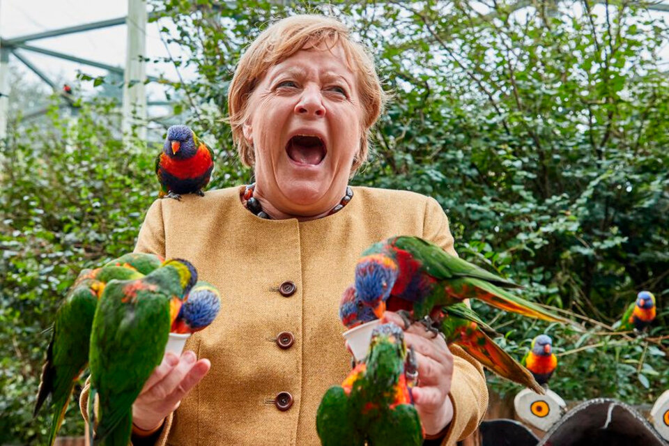 Merkel, al momento de sufrir el picotazo del loro.  (Fuente: DPA)