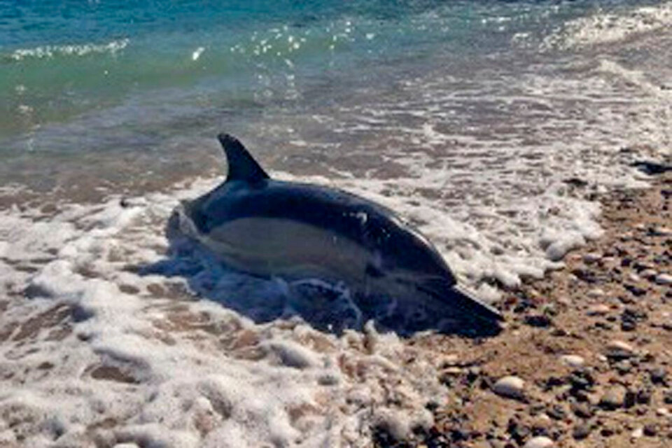 En Río Negro aparecieron más delfines muertos cerca de Las Grutas (Fuente: Télam)