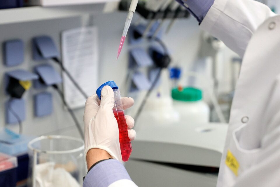 Un grupo de investigadores del Conicet avanza en el desarrollo de una vacuna contra la toxoplasmosis (Fuente: AFP)