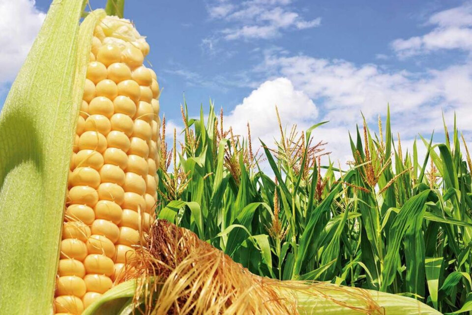 Durante la última década, el mercado local de agroquímicos se duplicó. (Fuente: AFP)