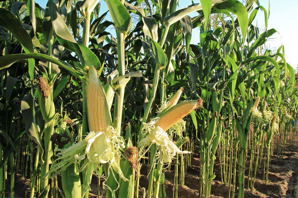 La cosecha de maíz alcanzó un volumen récord de 60,5 millones de toneladas.
