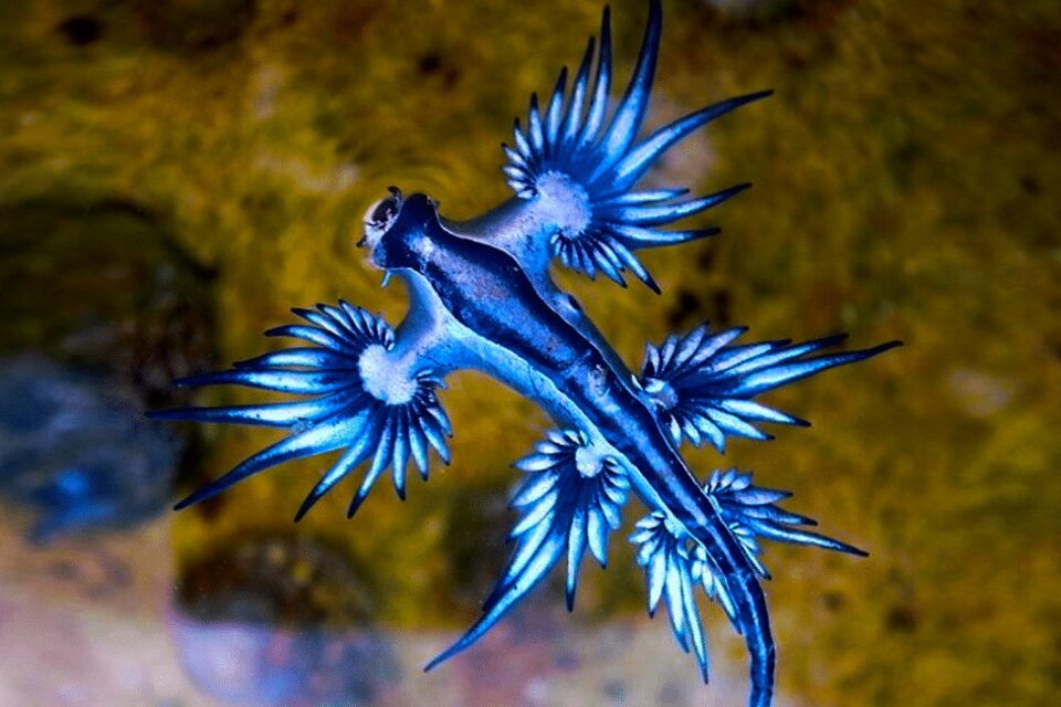 "Dragones azules", un tipo de molusco potenciamente fatal, fueron encontrados en España, sobre la costa de Las Canteras, en Gran Canaria.  (Fuente: AFP)