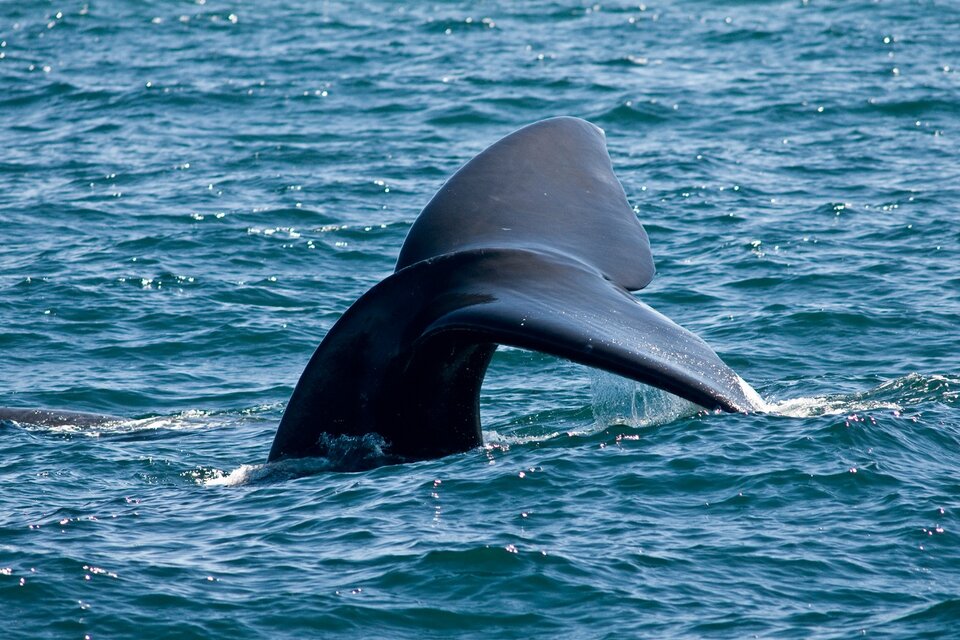 La ballena franca austral sufre el impacto del calentamiento global. (Fuente: Arnaldo Pampillon)