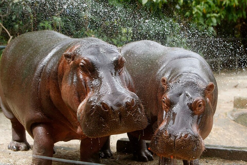 24 hipopótamos de Pablo Escobar se suman a los 11 que ya habían sido esterilizados de forma tradicional. (Fuente: EFE)