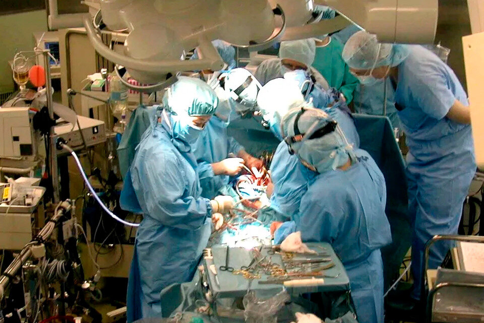 Por primera vez se probó con éxito el trasplante de un riñón de cerdo a una persona (Fuente: AFP)