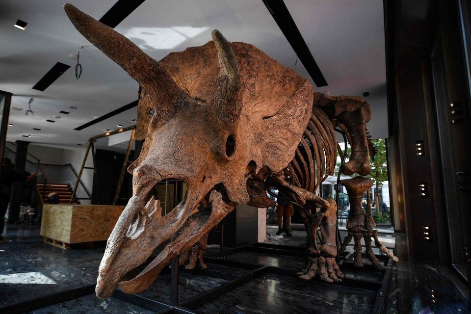 Con 8 metros de largo, el esqueleto de "Big John" es el más grande de los registrados de un triceratops.